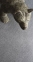 Ковролін Aquarelle Touch (Акварель Тач) Balsan - Фото 27