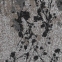 Ковролін Lily (Лілі) Balsan - Фото 4
